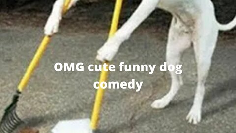 OMG cute funny dog training video comedy