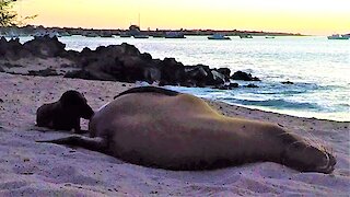 Newborn baby sea lion adorably nurses on the beach