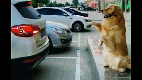 A dog helps its owner park the car