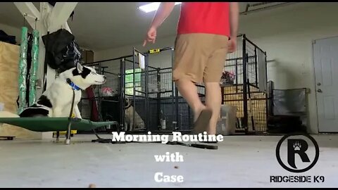 Morning Kennel Routine with a Husky and Trainer Tommy