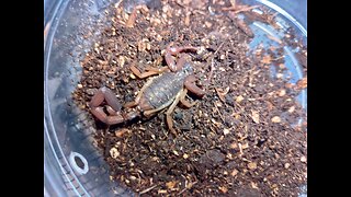 Caribbean Bark Scorpion Rehouse and Setup