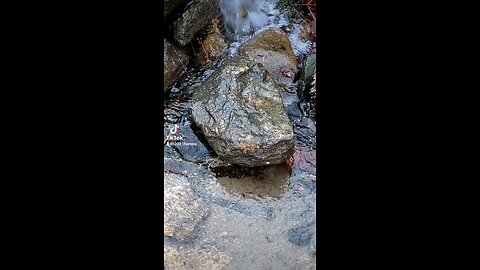 BIRD UNDER WATER