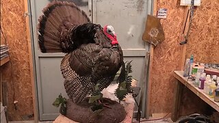 Mounting a Strutting Turkey(Pt 2) to an Earth Base