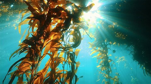 Are Underwater Farms the Future of Food? - Our Frozen Planet I BBC Earth