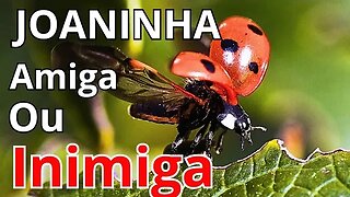 Joaninha: Curiosidades sobre a vida desse inseto