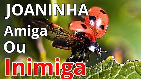 Joaninha: Curiosidades sobre a vida desse inseto