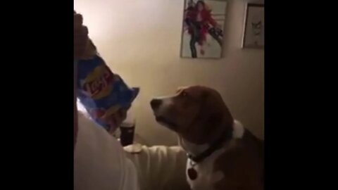Beagle Loves Salt & Vinegar Chips #shorts