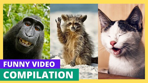 Laugh-a-Pawza: Hilarious Animals compilation