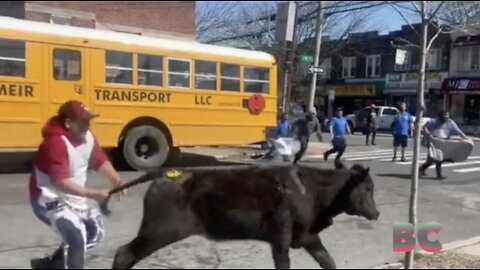 Cow escapes slaughterhouse, runs through streets in Brooklyn
