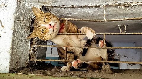 The Cat's Head trapped in Metal Shop Window 😭😭