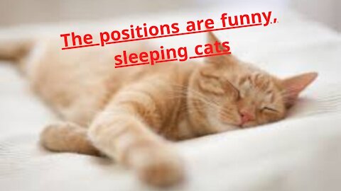 The positions are funny, sleeping cats