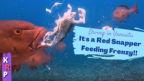 Red Snapper Feeding Frenzy! | Diving in Vanuatu