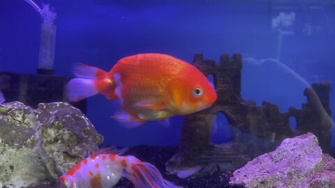 Ranchu fancy goldfish