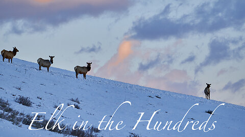 WOW!! Hundreds of Elk charge across the landscape!