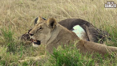 Lioness With A Wildebeest Joined By The Pride | Maasai Mara Lions | Zebra Plains