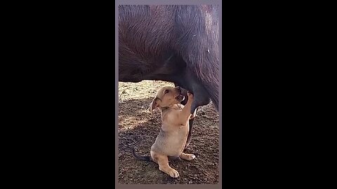 My Cute 🥰 dog 🐕​​is drinking goat's milk 🍼