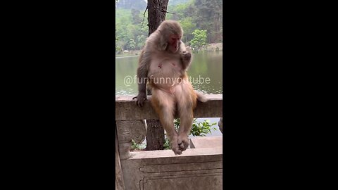 Monkey Funny Video (part-3)