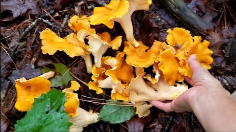Picking giant and beautiful Chanterelles