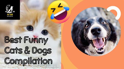 Best Funny Cats & Dogs Compilation