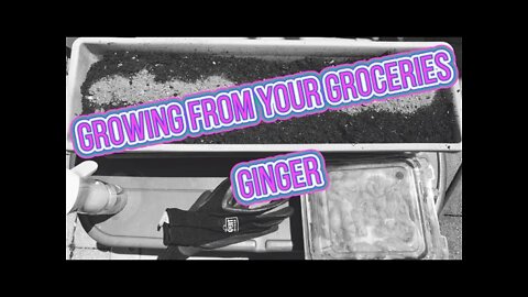 Grow From Your Groceries -Ginger SHEDWARSGLOBALGARDENING 22 G