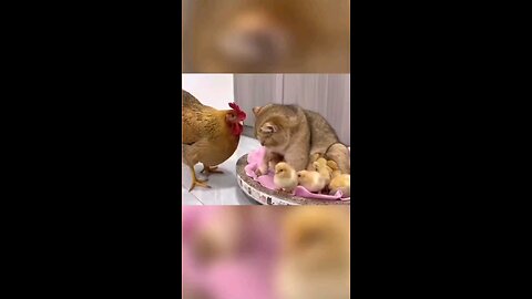Cat behaving like a mother hen #cat #hen #funnycat