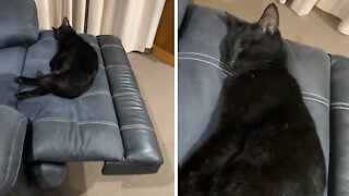 Cat Gets Rudely Awakened From A Bad Dream