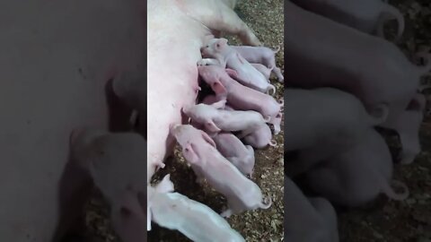 Piglets suckling in pen