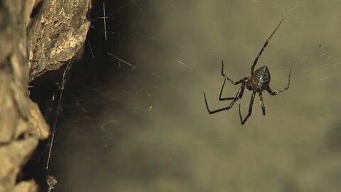 Creepy Web Spider in Tree Hollow at Night