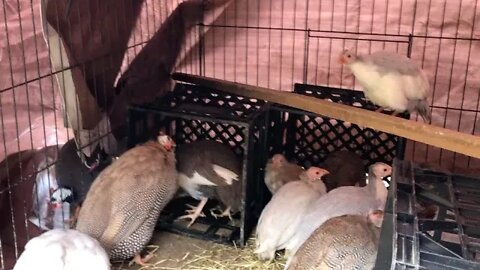 Creating a warm set up for new baby guinea fowl keets. Lots of coloured babies!