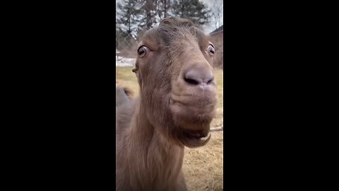 Funny goat