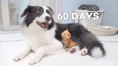 Rescued Tiny Kitten Grows Up Believing He’s a Big Dog _ Day 1 to 60