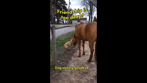 so emotional dog and horse saying goodbye
