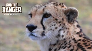 Cheetah Family Watch A Hyena | Maasai Mara Safari | Zebra Plains