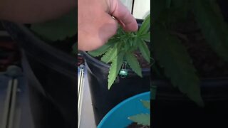LST 5 week old Cannabis Plant (Bag-$eed) 🪀