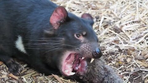 Hungry Tasmania Devil Eating his prey