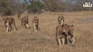 Watch This Massive Lion Pride Cross The Open Plains