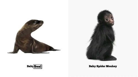 Discover Series - Baby Animals