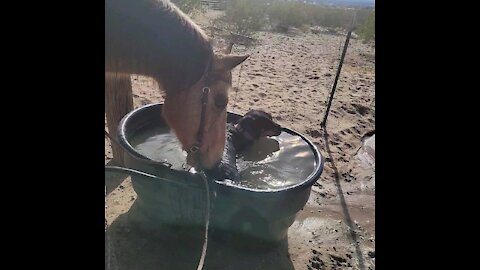 MOM! There's a dog in my water!!!