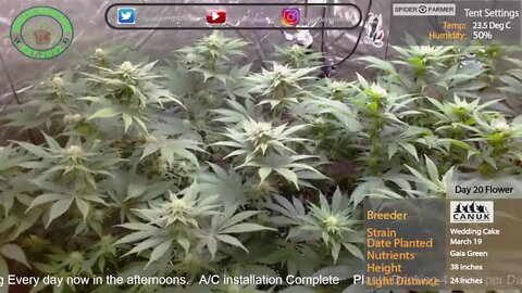 Growing Live - Wedding Cake by Canuk Seeds (Day19 Flower)