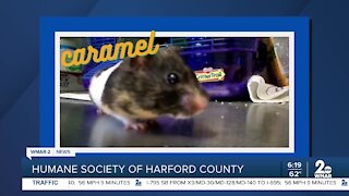 Caramel the dwarf hamster is up for adoption at the Humane Society of Harford County
