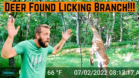 CHECKING My DEER Licking Branch!!! (Great Results)