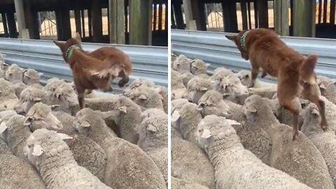 Hard-working sheep dog knows how to get the job done