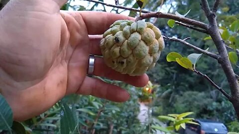 frutíferas produzindo em vaso carambola mel cajá kinkan promoção valida até o dia 30/06/2022