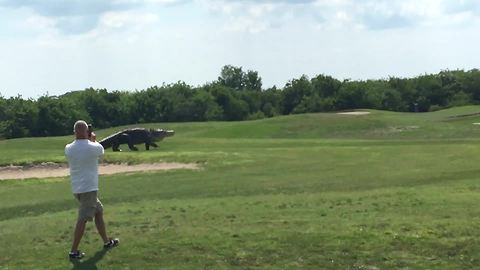 Giant Gator Walks Across Florida Golf Course Like On Runway