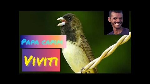 Papa capim viviti //canto e intervalo !