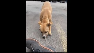 Earning Trust From A Dog That Was Abandoned At A Truck Stop