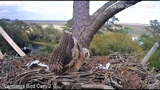 Owlet On Defense As Great Blue Heron Flies By 🦉 4/9/22 17:15