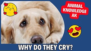 WHY MY DOG IS CRYING, GET TO KNOW SOME POSSIBLE CAUSES