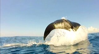 Manta Ray Breaching