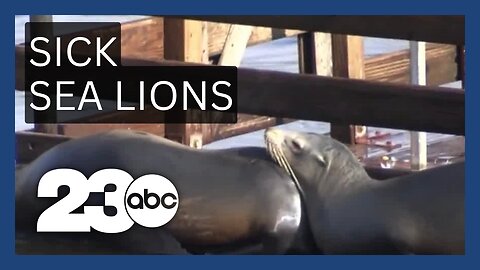 Toxic algae makes sea lions, dolphins sick